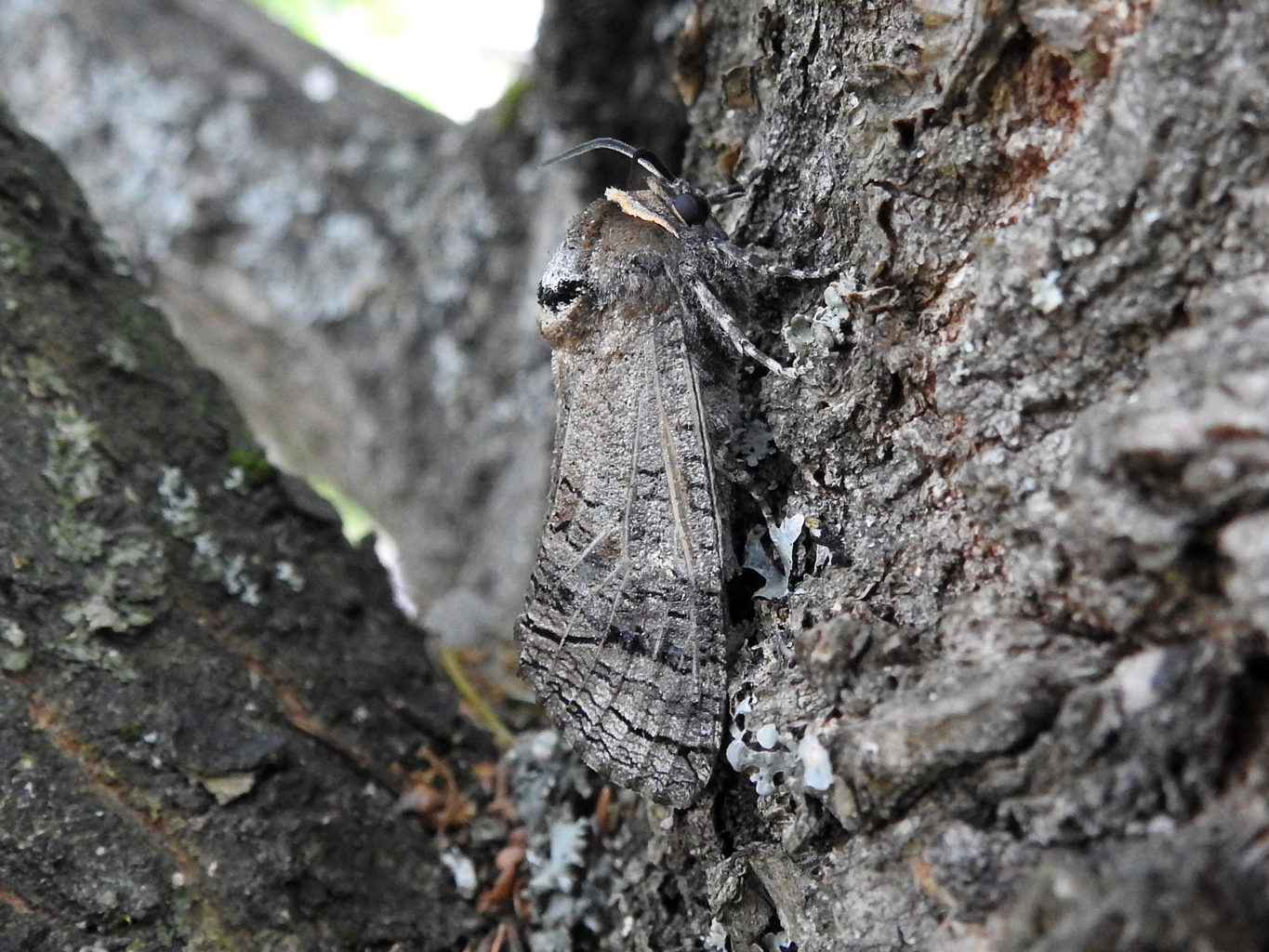 Valokuvaaja: Paavo Siukonen