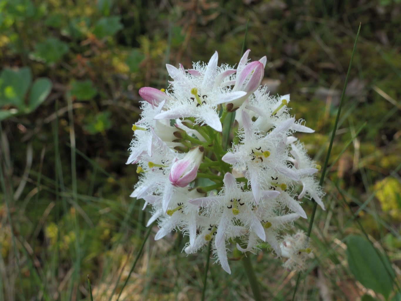 Valokuvaaja: Rauno Mäkinen