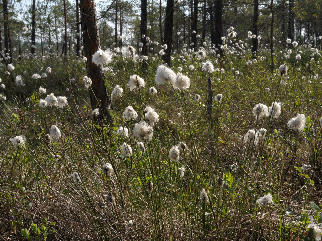 Valokuvaaja: Rauno Mäkinen