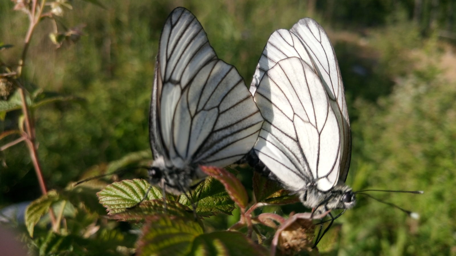 Valokuvaaja: Juha Miikkulainen