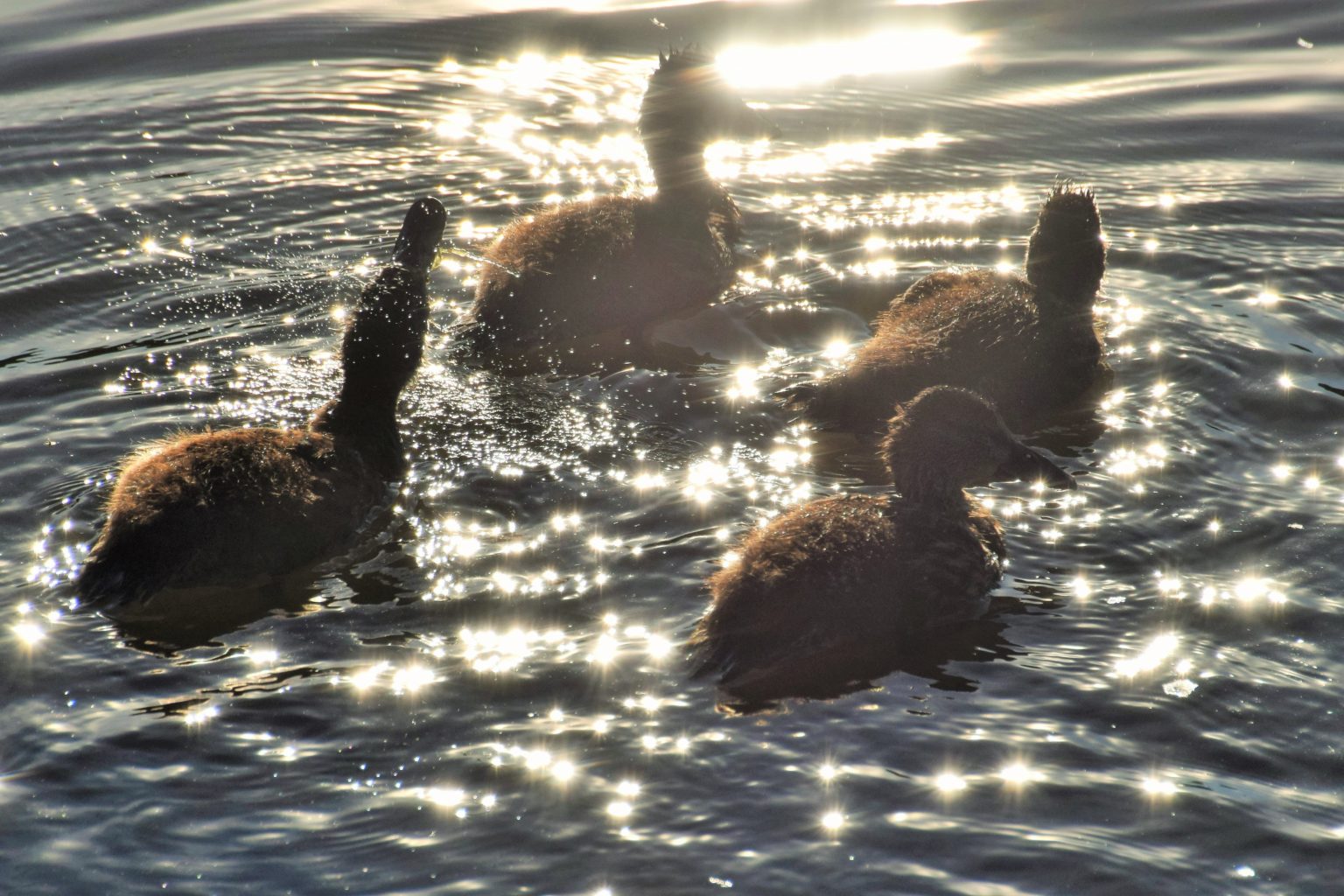 Valokuvaaja: Ulla Räsänen
