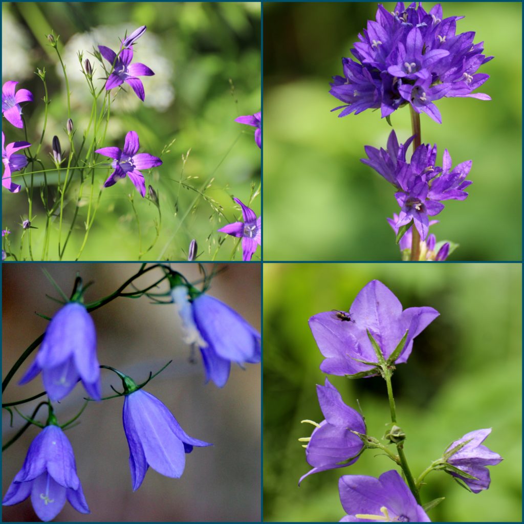 Valokuvaaja: Irja Lehtinen Valokuvaaja: Irja Lehtinen