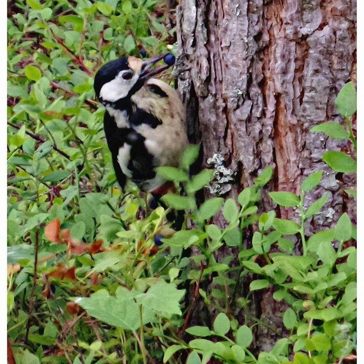 Valokuvaaja: susanna Mononen Valokuvaaja: susanna Mononen