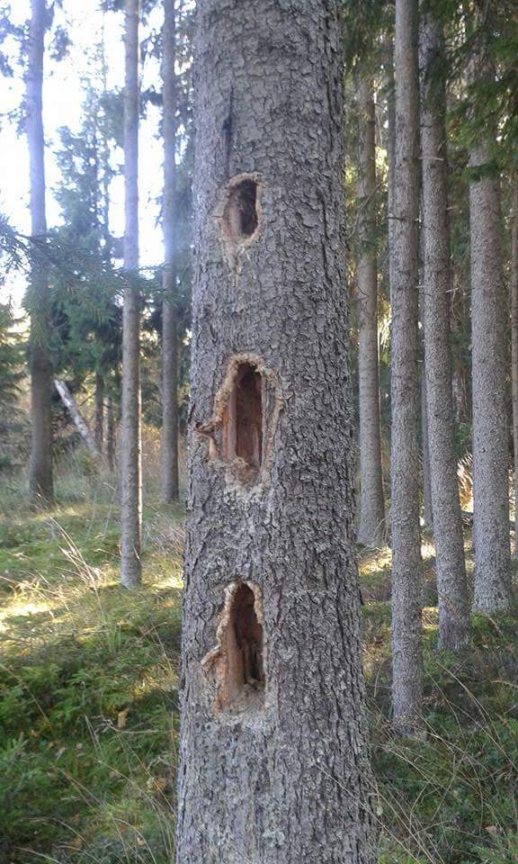 Valokuvaaja: Vikki Vähä-aho Valokuvaaja: Vikki Vähä-aho