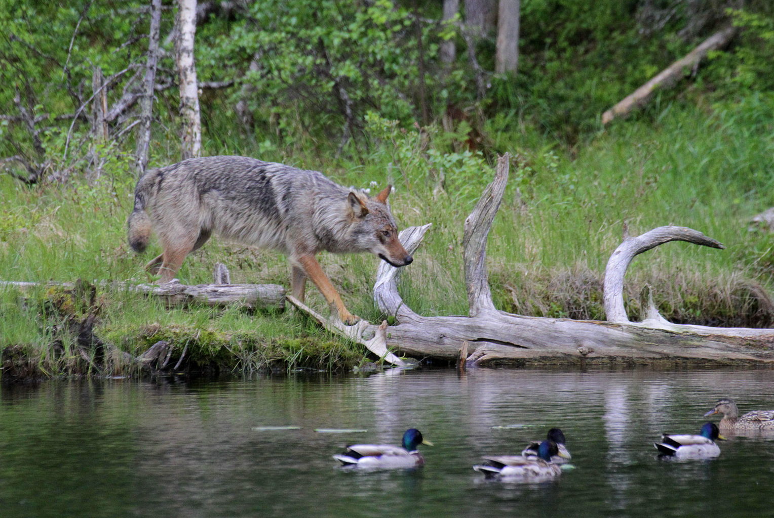 Valokuvaaja: Sirpa Jyske Valokuvaaja: Sirpa Jyske