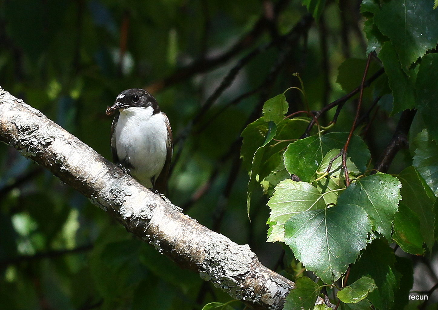 Valokuvaaja: reijo lehtonen
