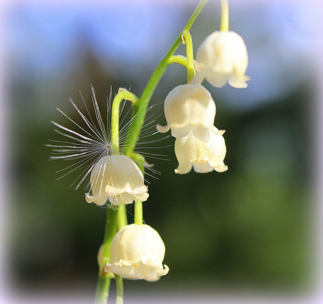 Valokuvaaja: Irja Lehtinen