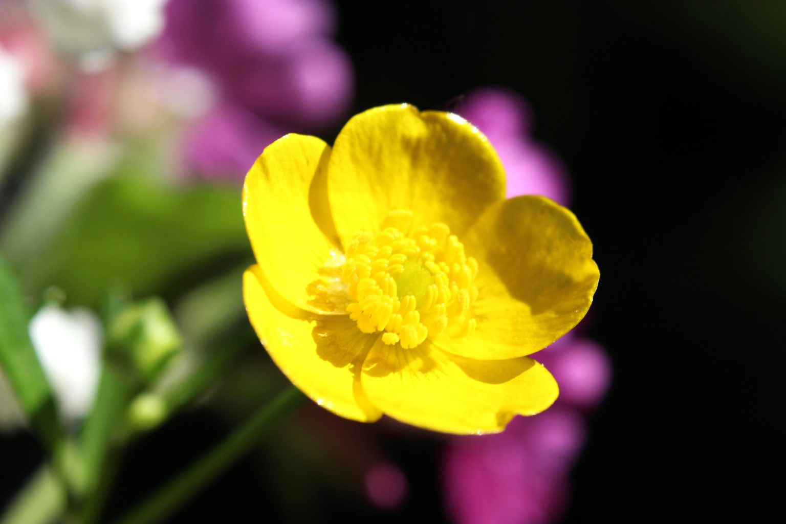 Valokuvaaja: Irja Lehtinen