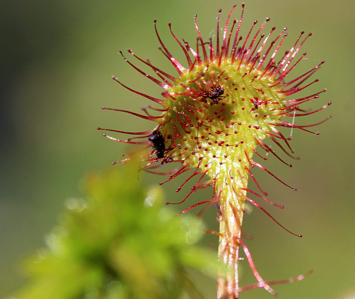 Valokuvaaja: Irja Lehtinen