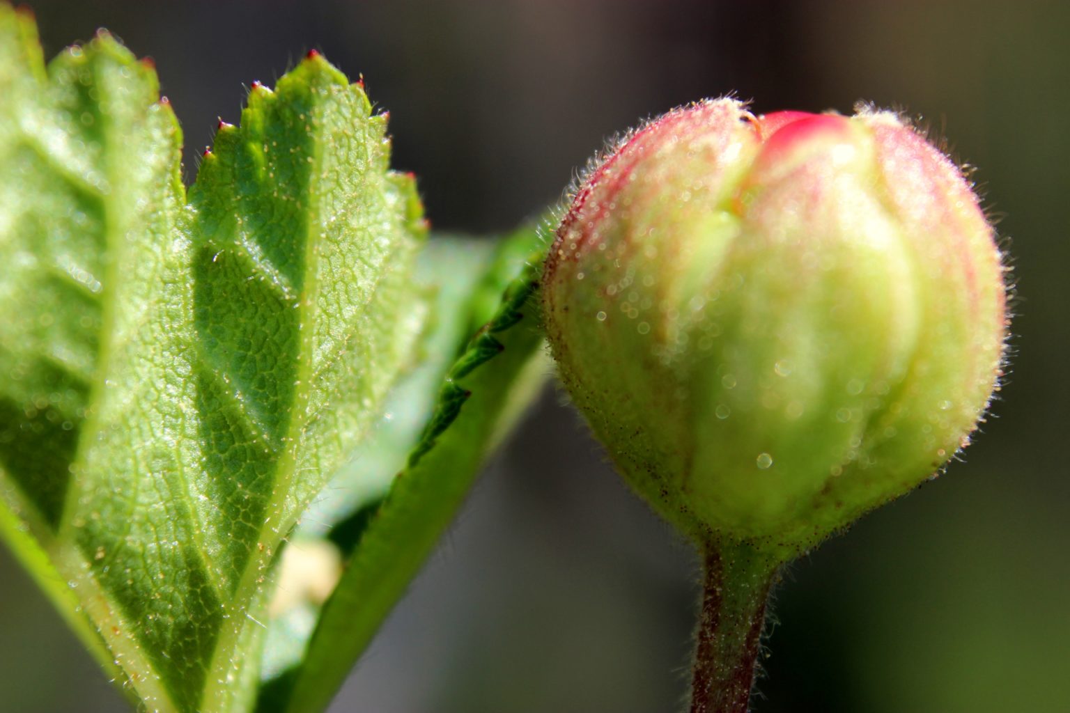 Valokuvaaja: Irja Lehtinen