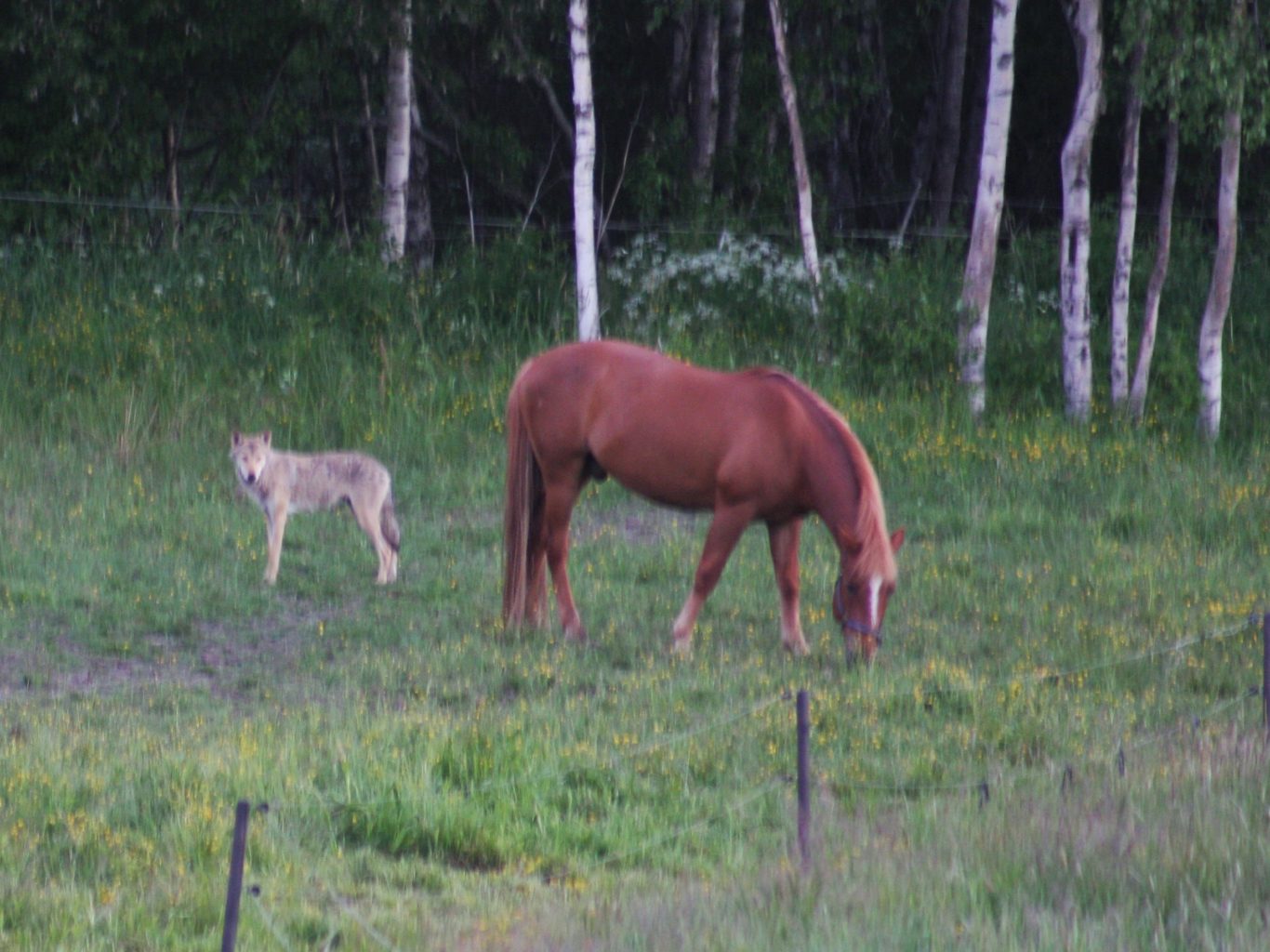 Valokuvaaja: Minna Hämäläinen