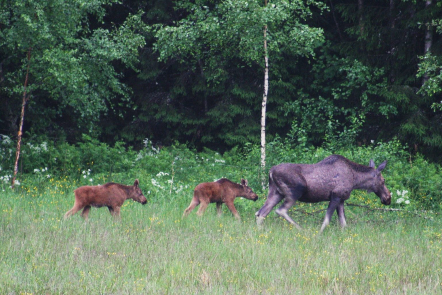 Valokuvaaja: Minna Hämäläinen