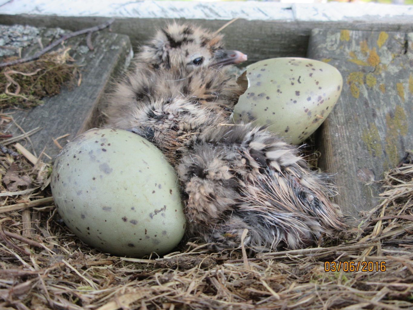 Valokuvaaja: TUULA Makkonen