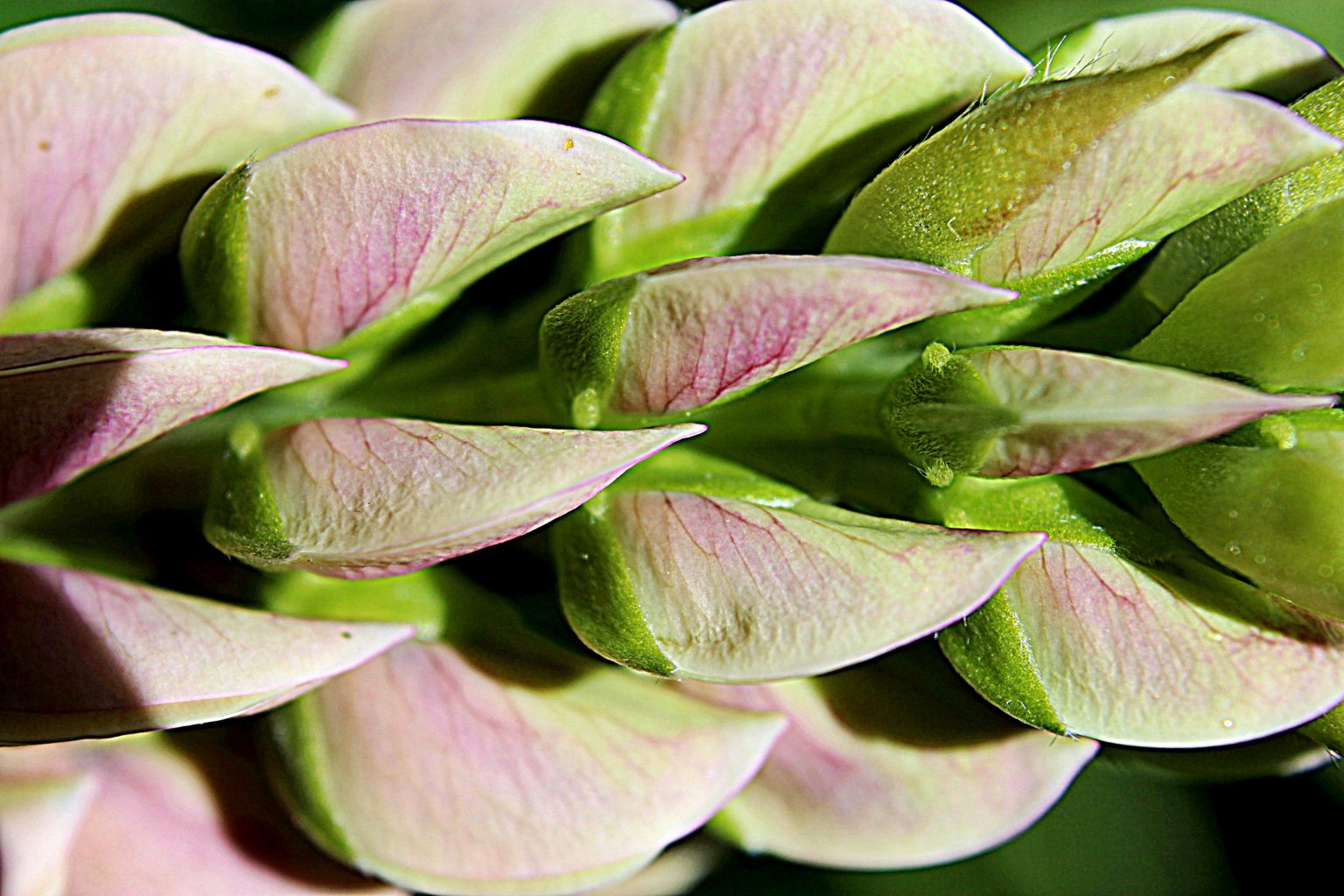 Valokuvaaja: Irja Lehtinen