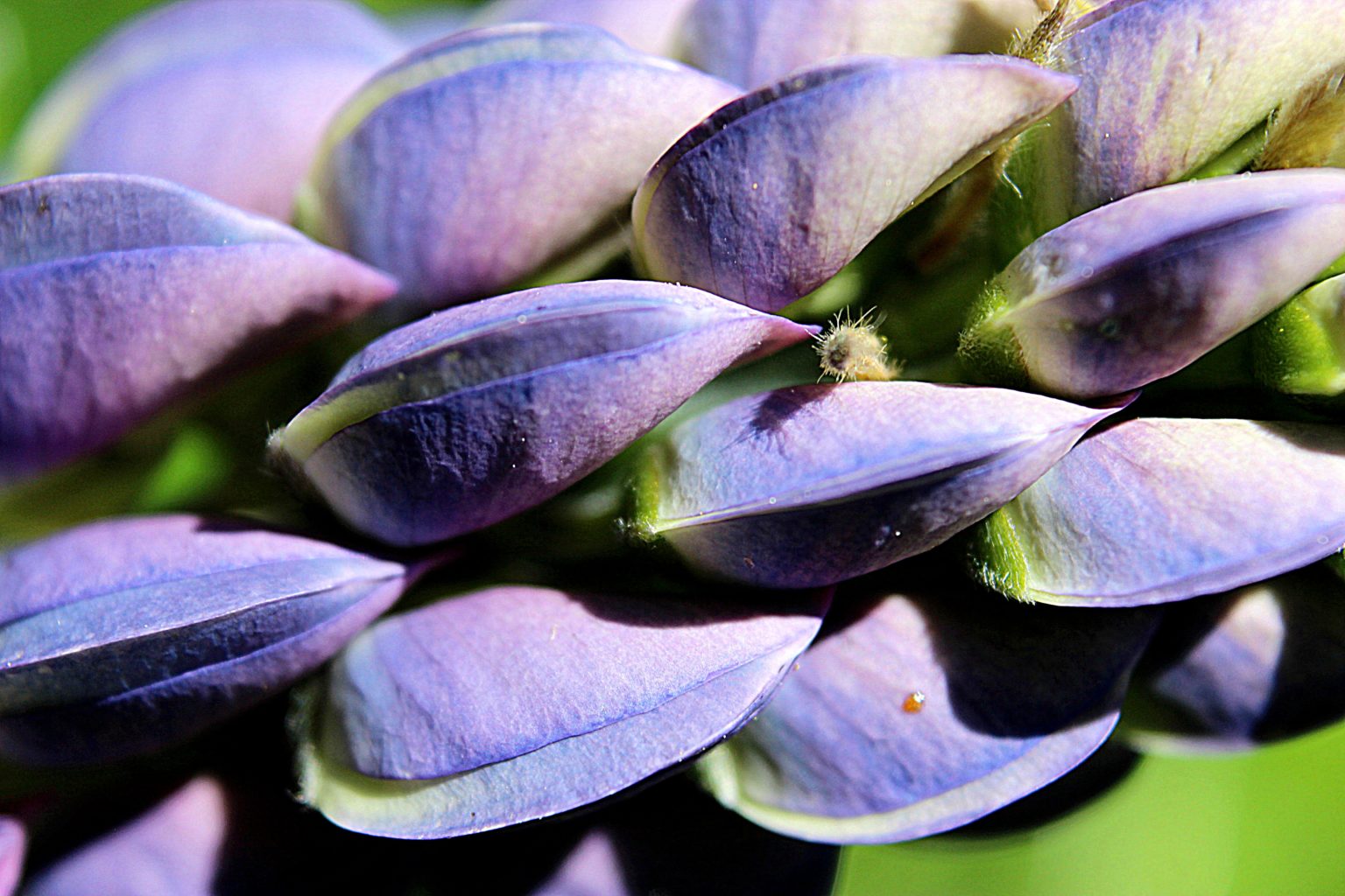 Valokuvaaja: Irja Lehtinen