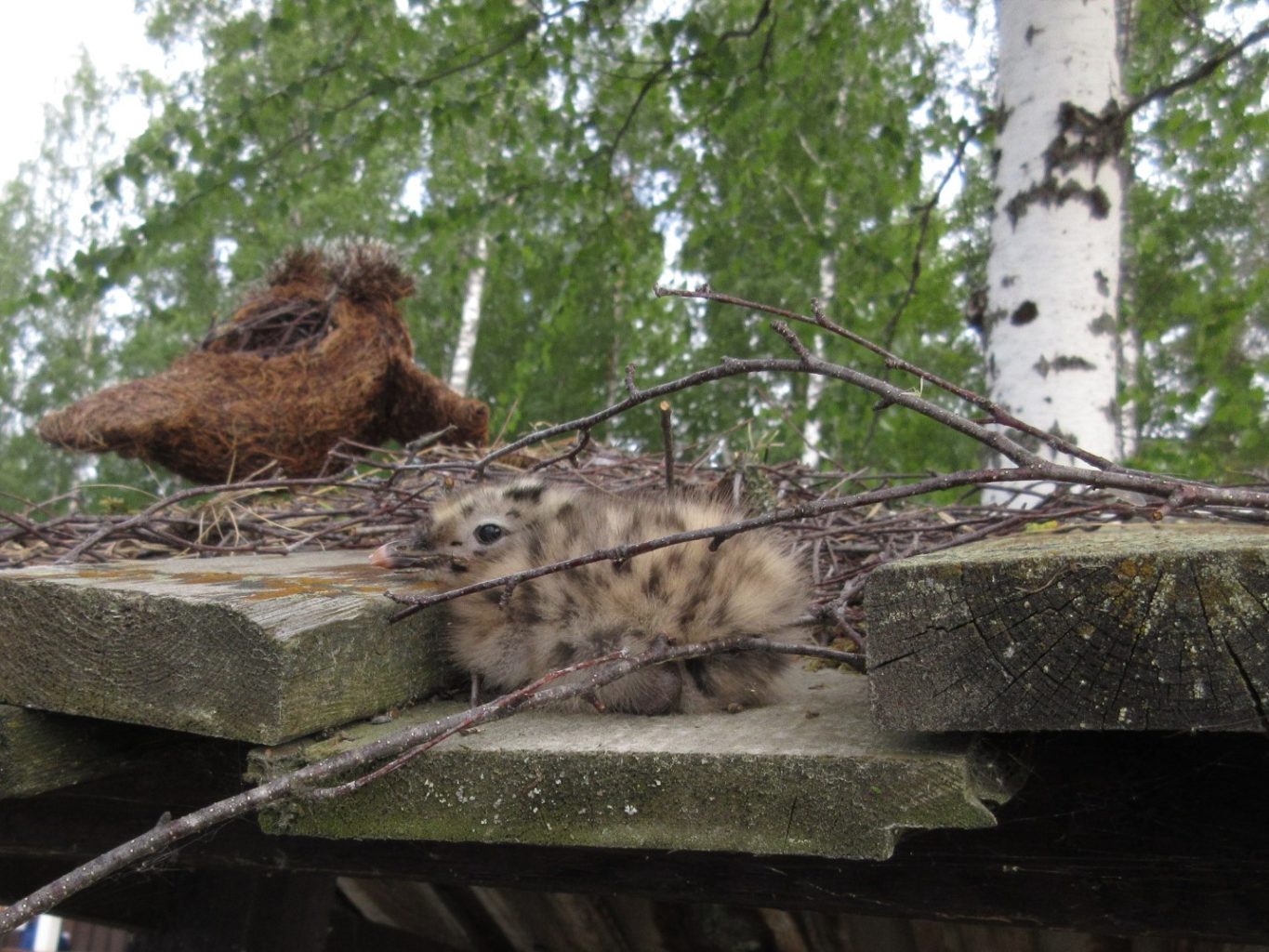 Valokuvaaja: Tuula Makkonen