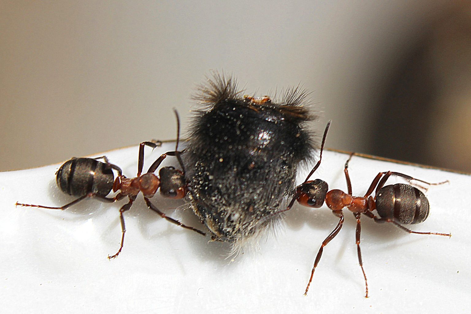 Valokuvaaja: Irja Lehtinen