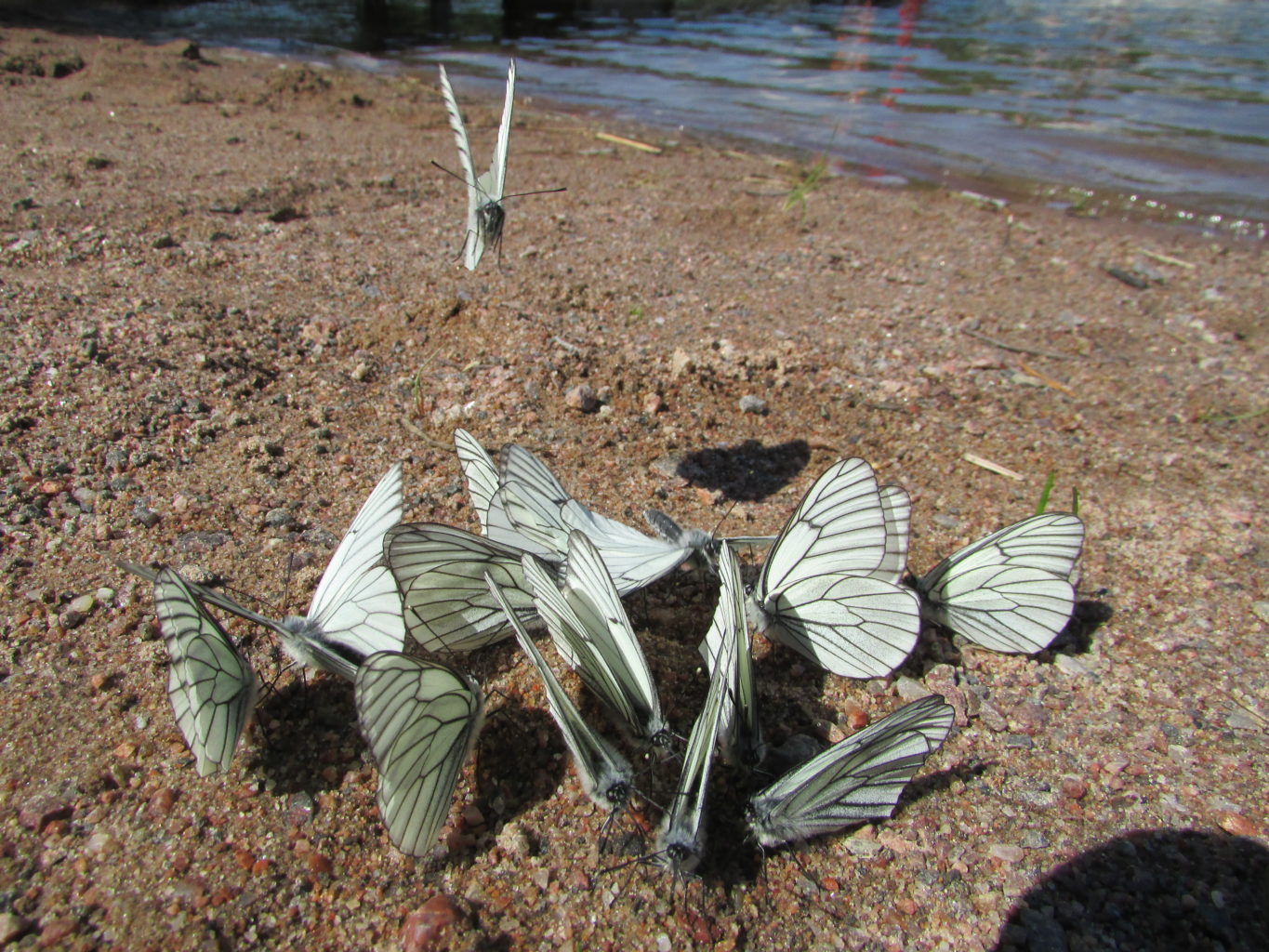 Valokuvaaja: Jouni Nevalainen