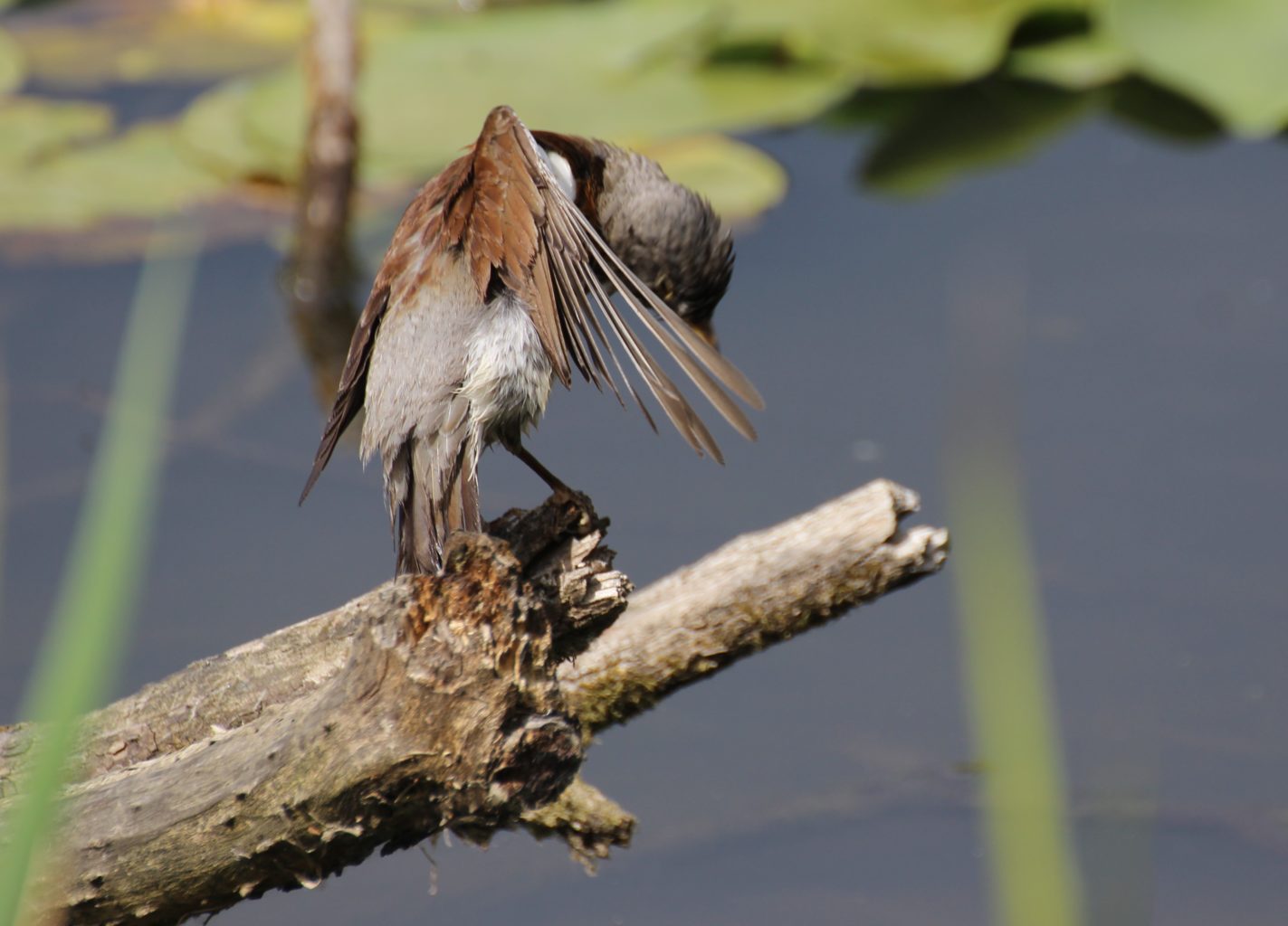 Valokuvaaja: Irja Lehtinen