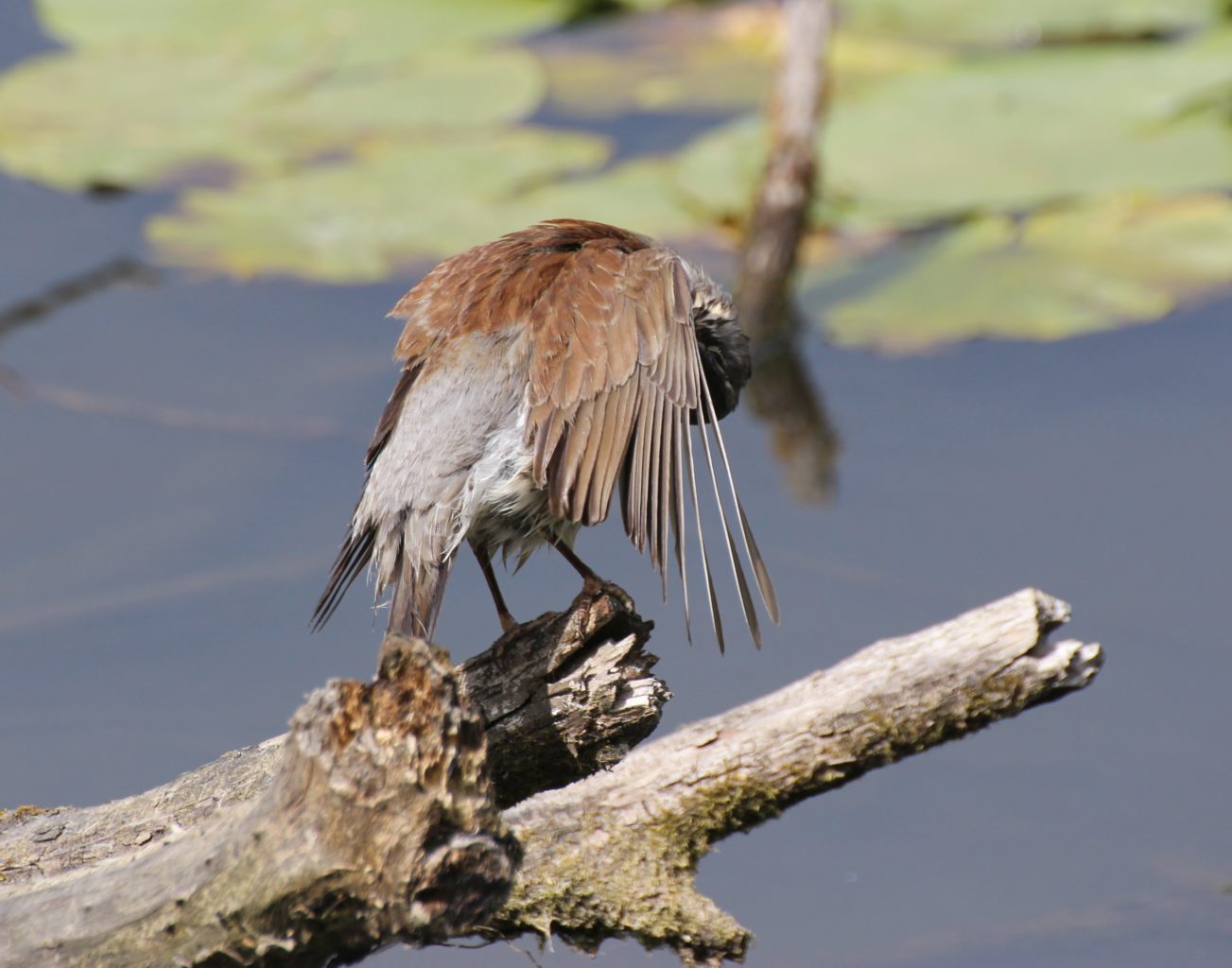 Valokuvaaja: Irja Lehtinen