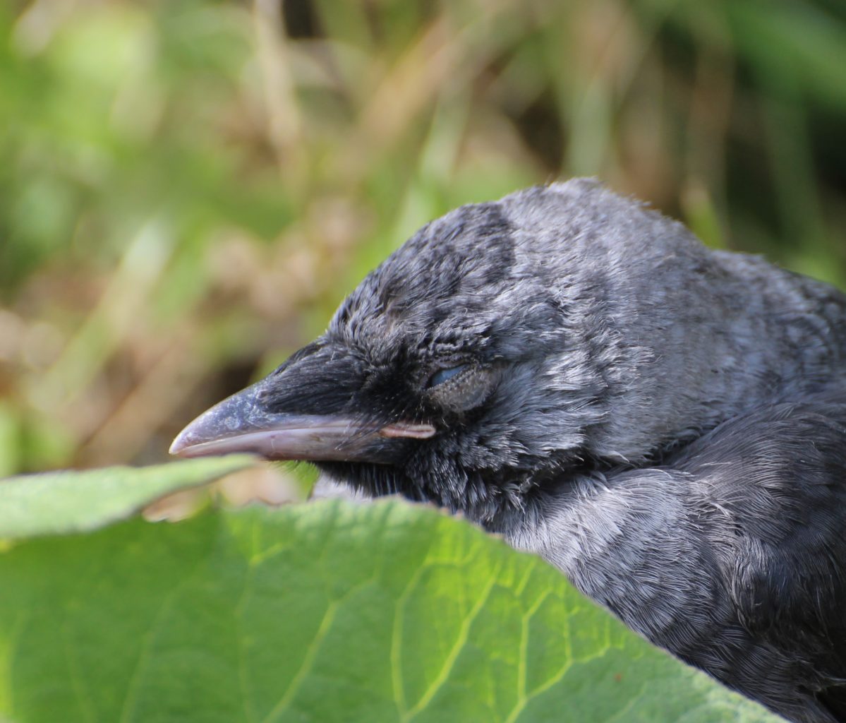 Valokuvaaja: Irja Lehtinen