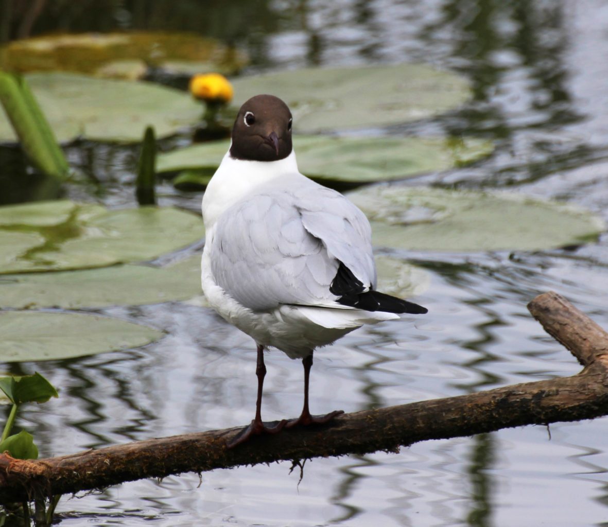Valokuvaaja: Irja Lehtinen