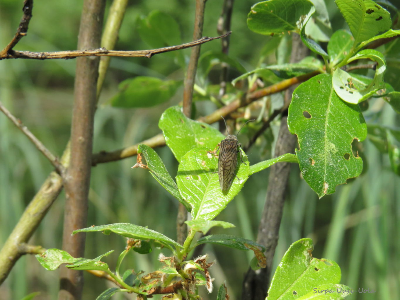 Valokuvaaja: Sirpa Uusi-Uola