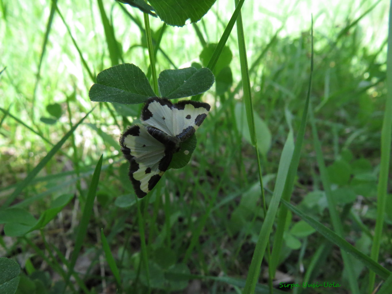 Valokuvaaja: Sirpa Uusi-Uola