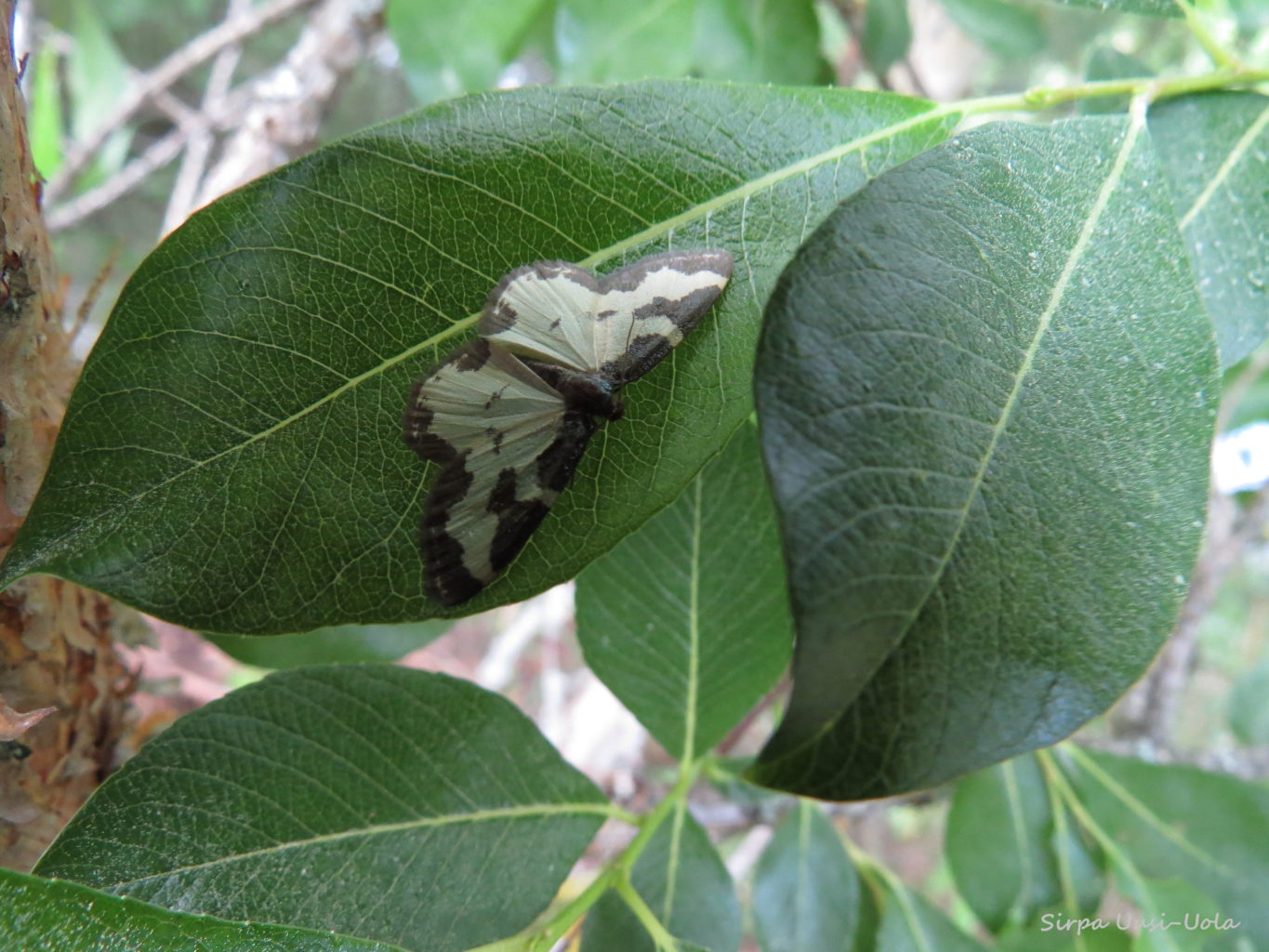 Valokuvaaja: Sirpa Uusi-Uola