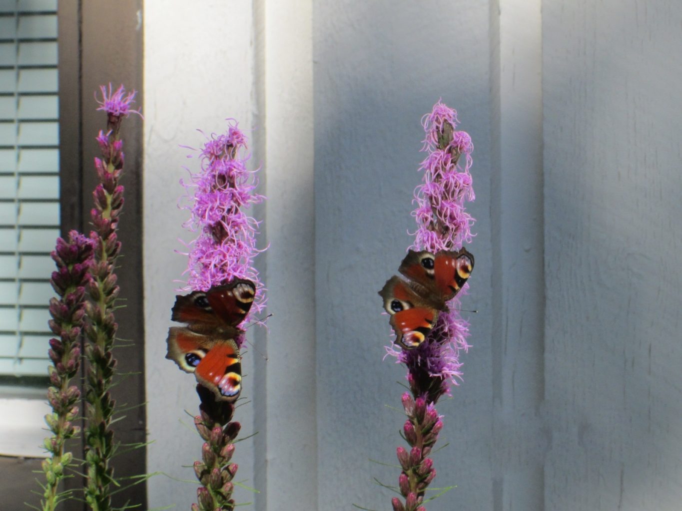 Valokuvaaja: Samu Kähtävä