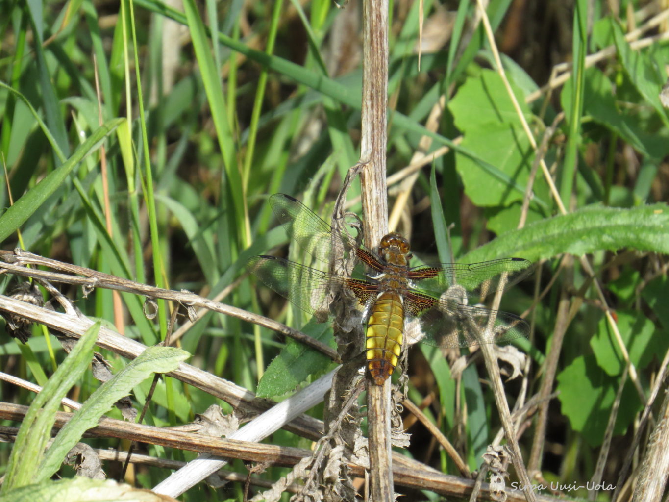 Valokuvaaja: Sirpa Uusi-Uola