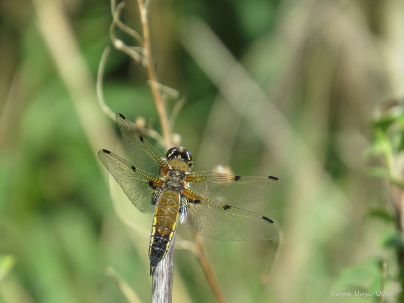 Valokuvaaja: Sirpa Uusi-Uola