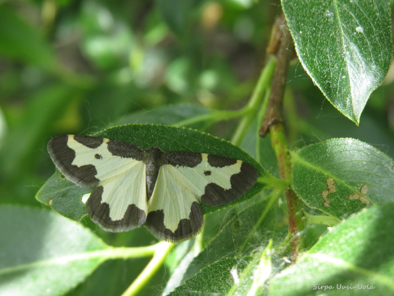 Valokuvaaja: Sirpa Uusi-Uola