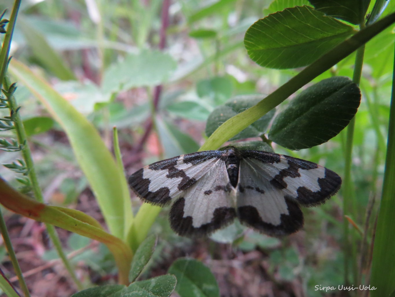 Valokuvaaja: Sirpa Uusi-Uola