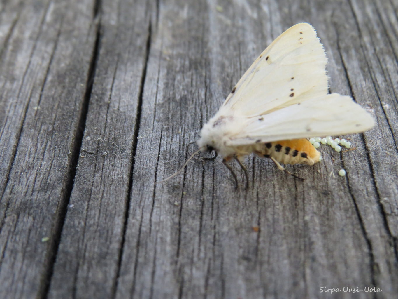 Valokuvaaja: Sirpa Uusi-Uola