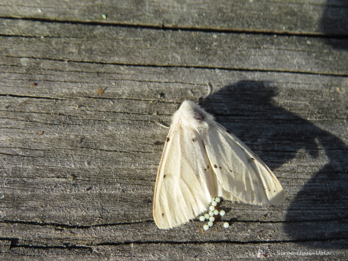 Valokuvaaja: Sirpa Uusi-Uola