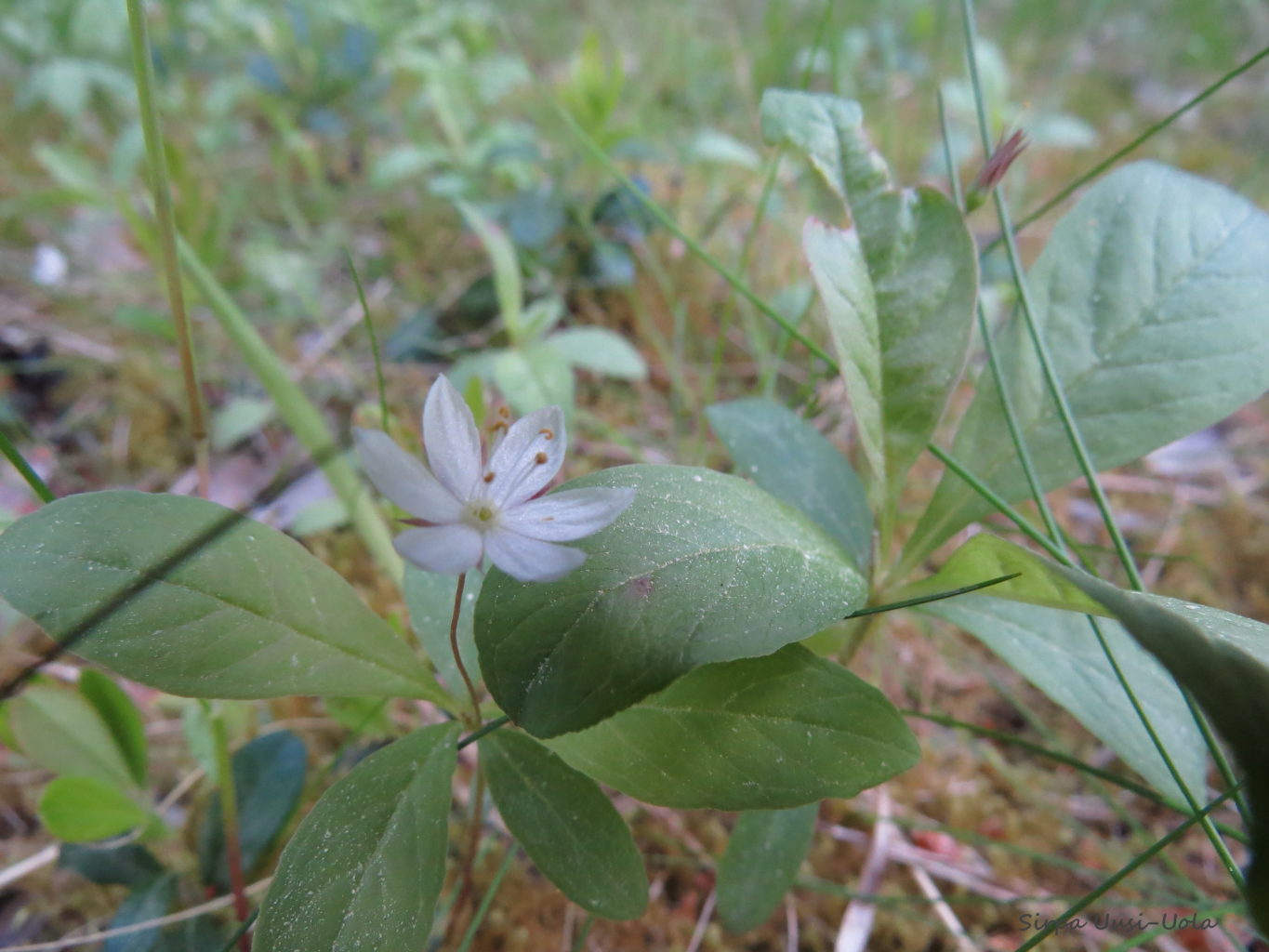 Valokuvaaja: Sirpa Uusi-Uola
