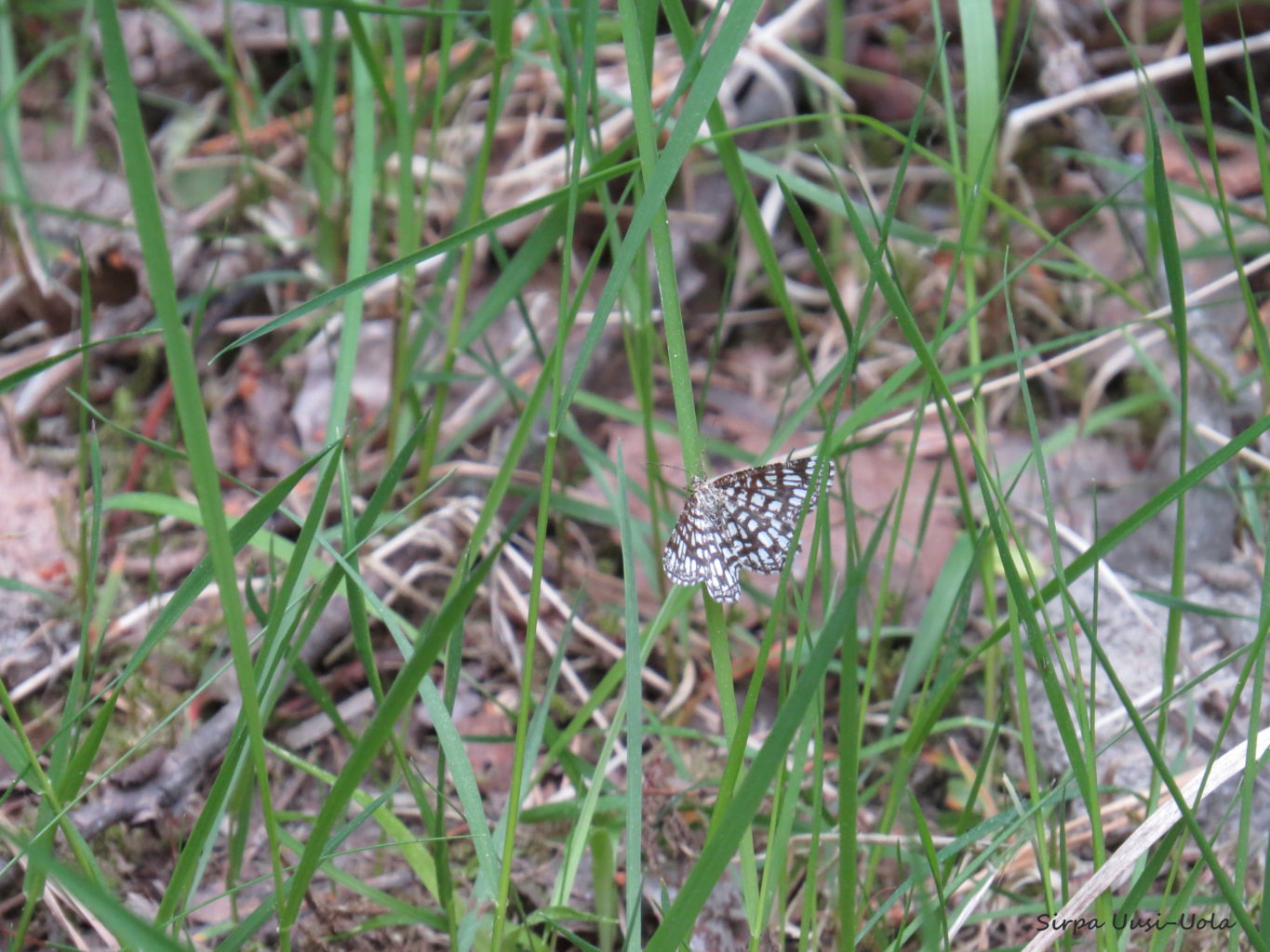 Valokuvaaja: Sirpa Uusi-Uola