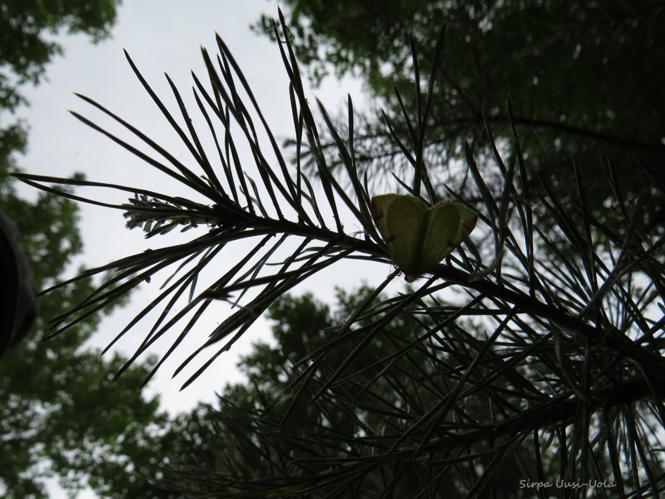 Valokuvaaja: Sirpa Uusi-Uola