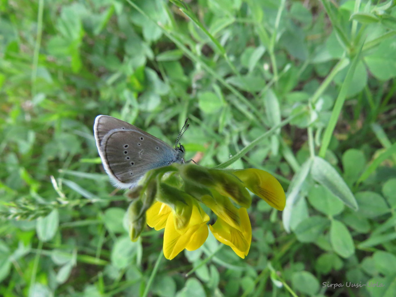 Valokuvaaja: Sirpa Uusi-Uola