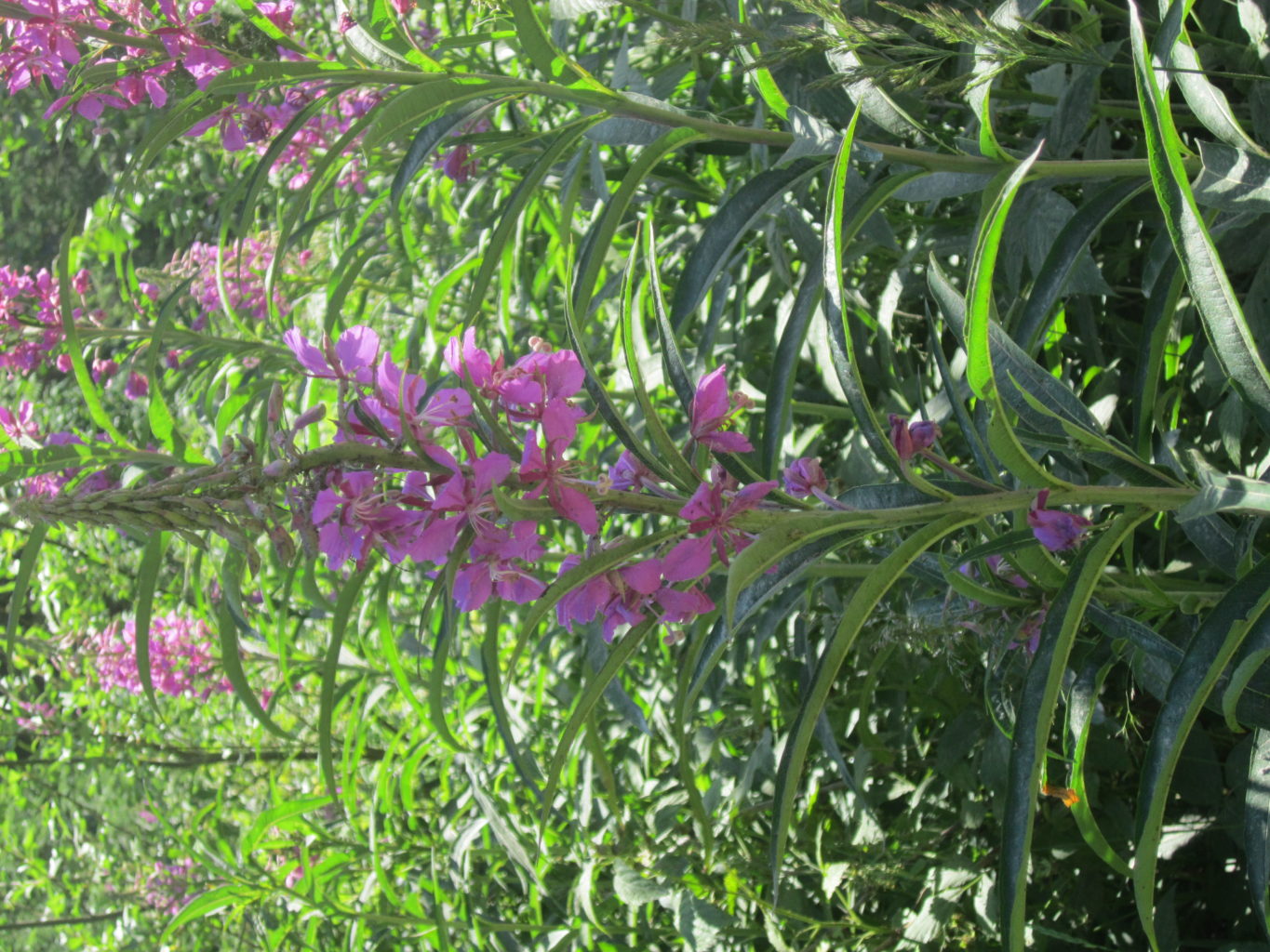 Valokuvaaja: Hannu Rissanen