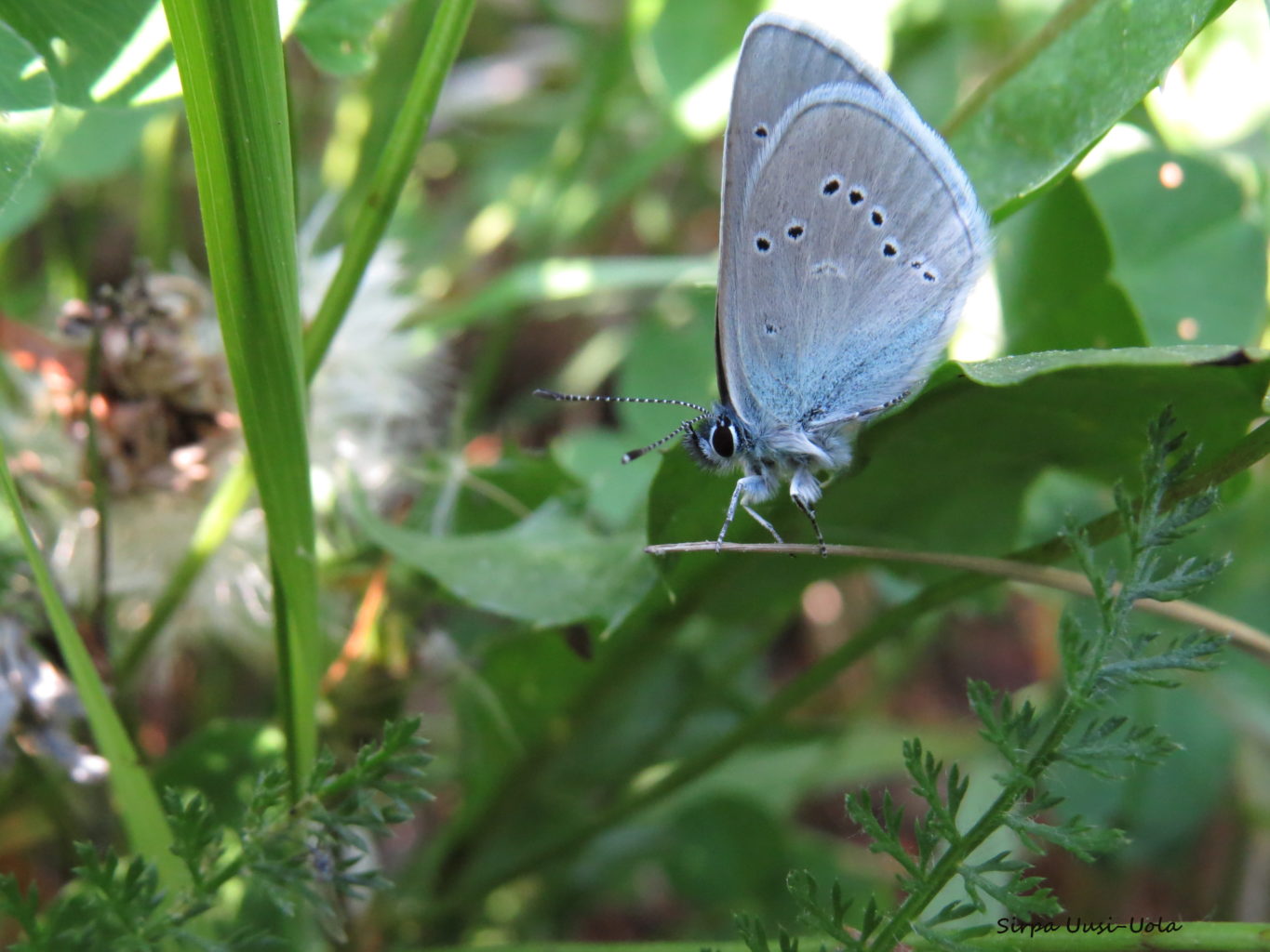 Valokuvaaja: Sirpa Uusi-Uola