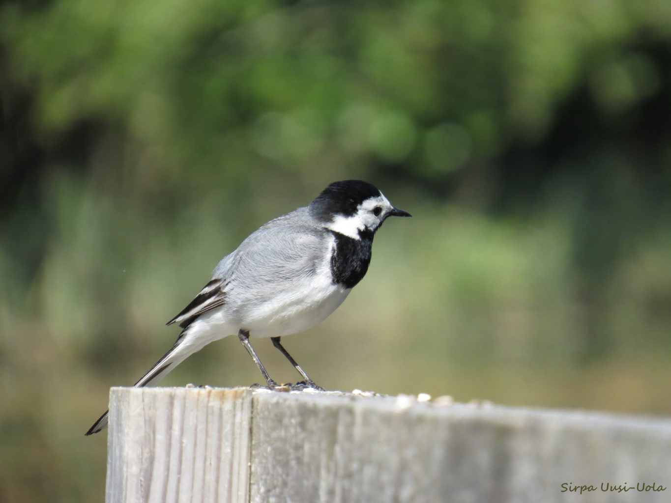 Valokuvaaja: Sirpa Uusi-Uola