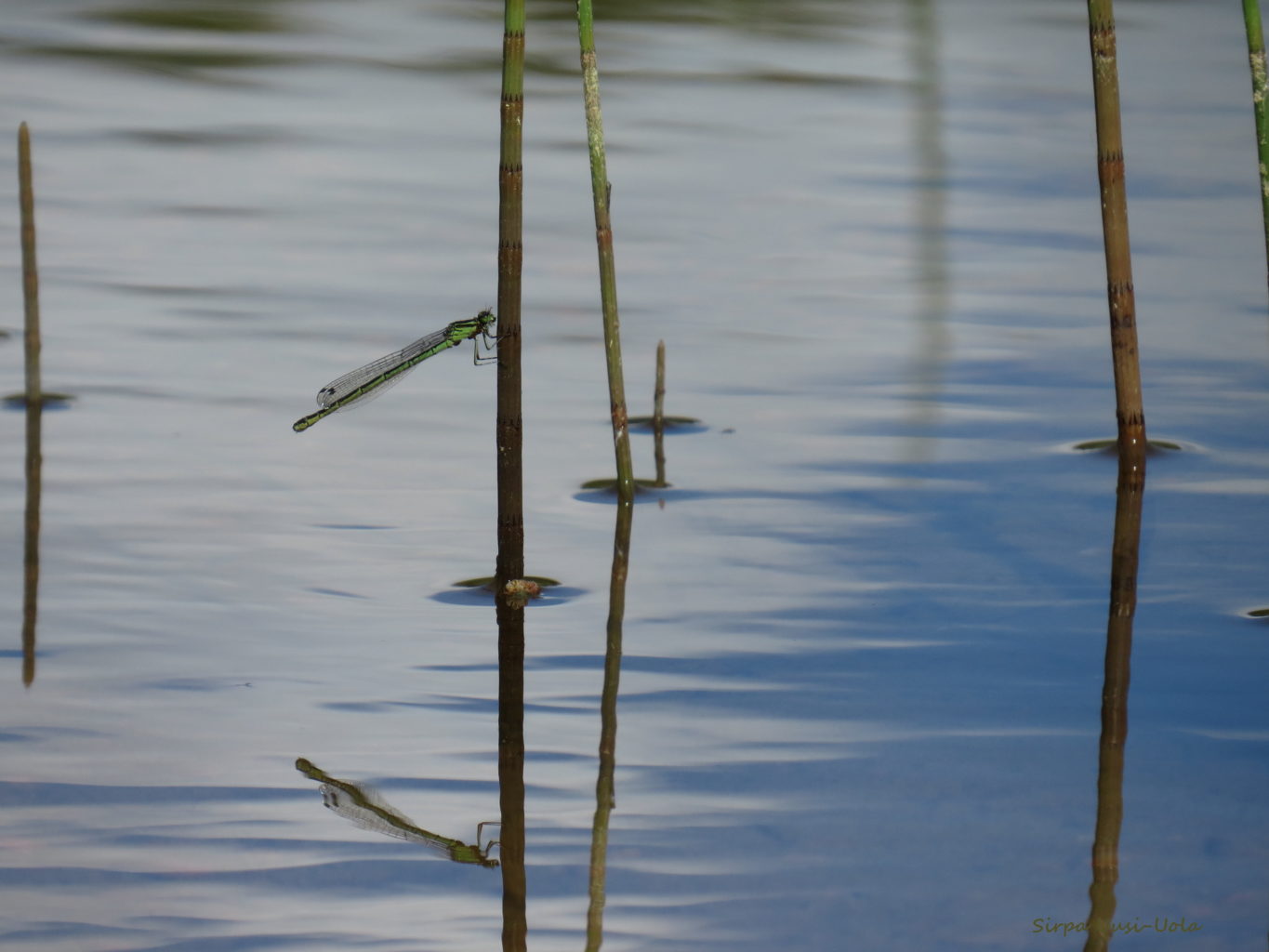Valokuvaaja: Sirpa Uusi-Uola