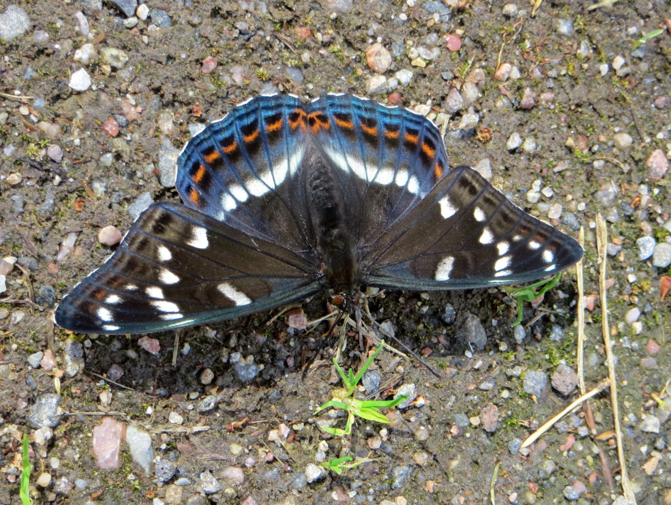 Valokuvaaja: Sirkka Ruotoistenmäki