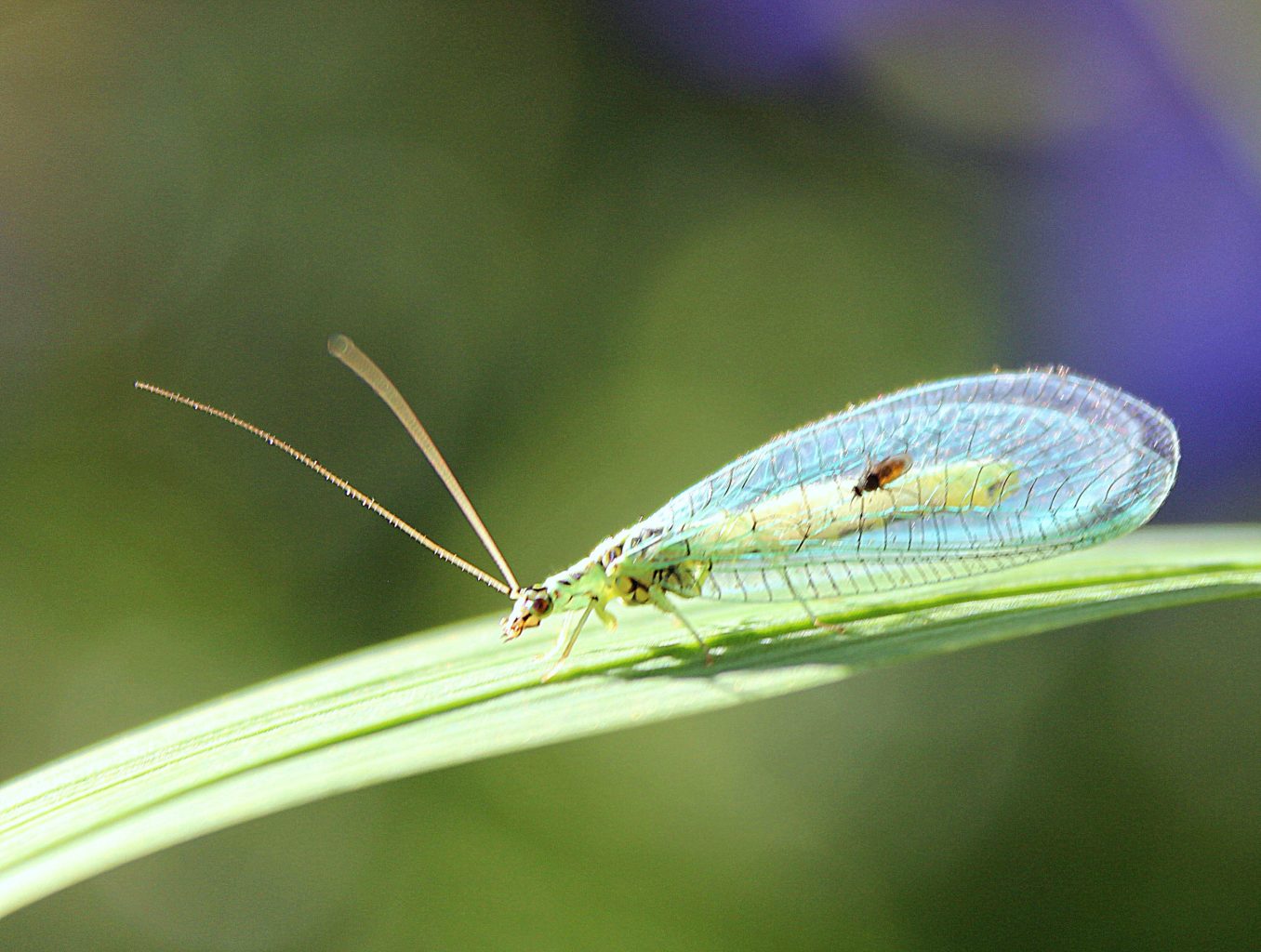 Valokuvaaja: Irja Lehtinen