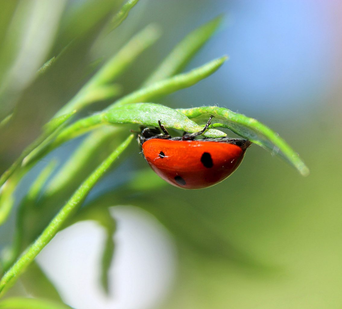 Valokuvaaja: Irja Lehtinen