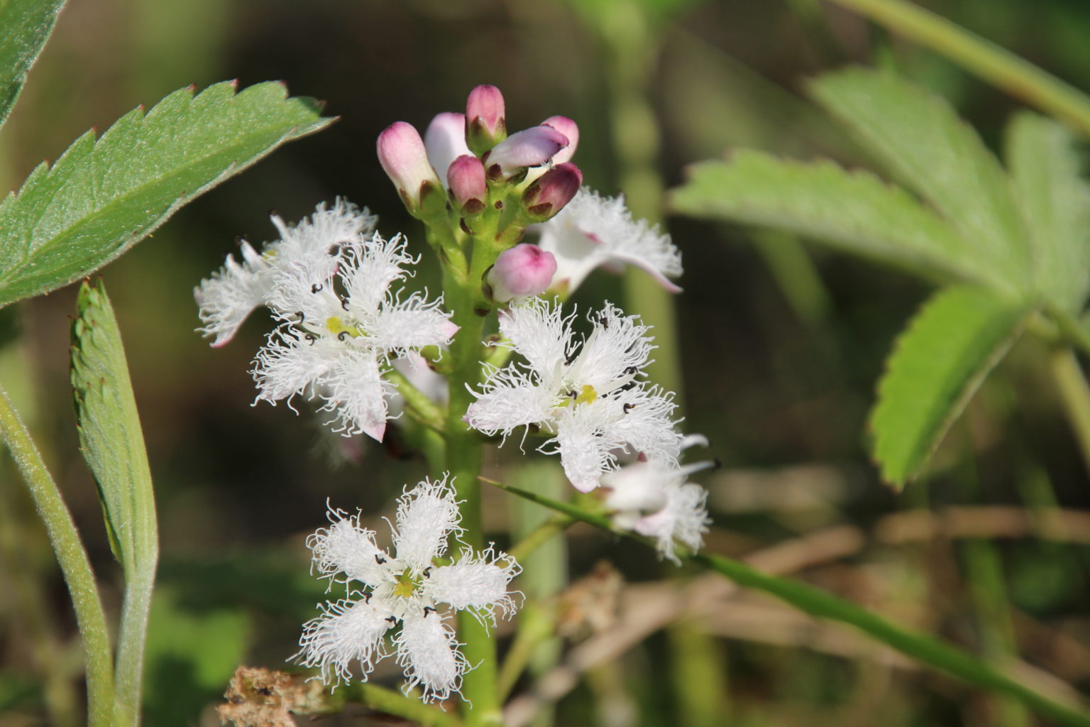 Valokuvaaja: Tiina Laihanen