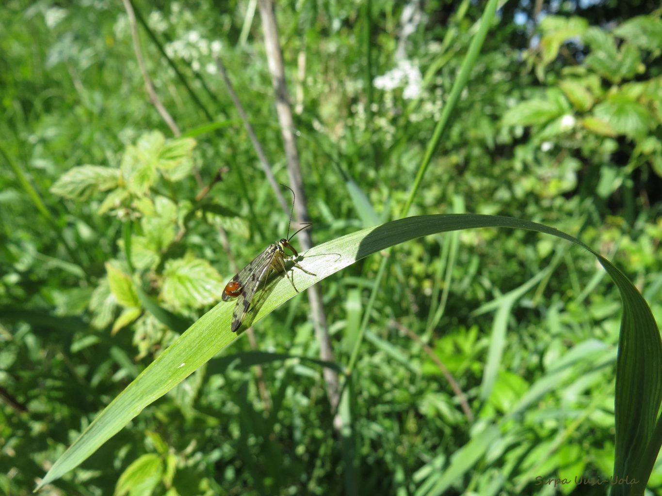 Valokuvaaja: Sirpa Uusi-Uola