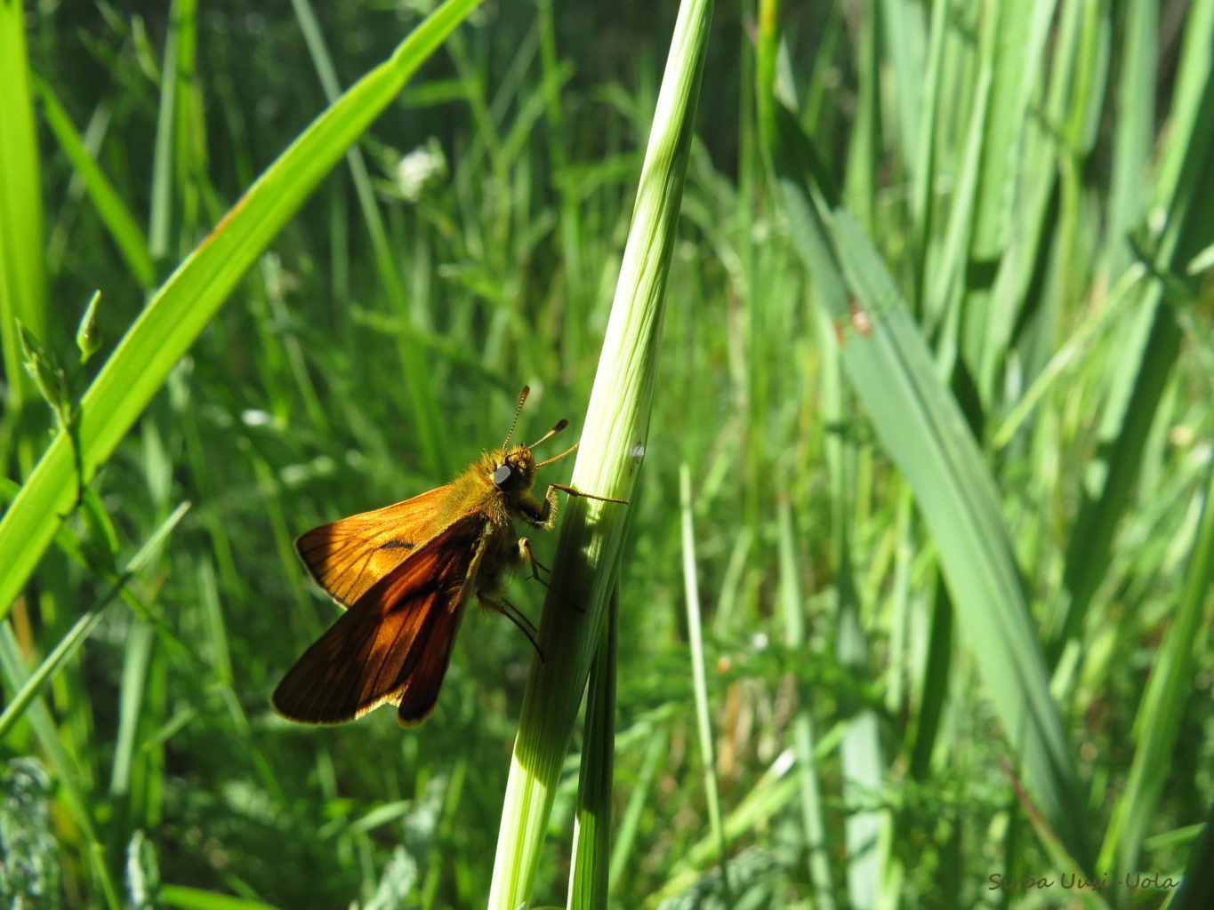 Valokuvaaja: Sirpa Uusi-Uola